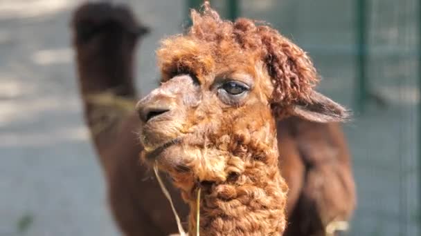 Alpaca Funny Hairstyle Portrait Vicuna Pacos — Vídeos de Stock