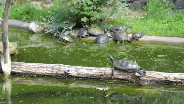 Yellow Bellied Slider Turtle Pond Trachemys Scripta Elegans — Stock Video
