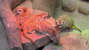Meerkats are basking under a red heating lamp