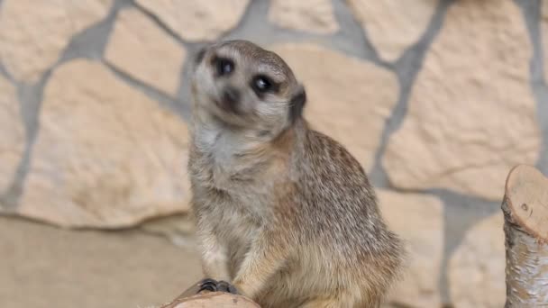 Meerkat Suricado Suricata Suricatta — Vídeo de Stock