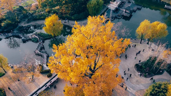 Com Vista Para Árvores Ginkgo Dourado Jardim Xangai — Fotografia de Stock