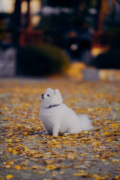 Härlig Liten Vit Hund Och Ginkgo Biloba Trädgården — Stockfoto