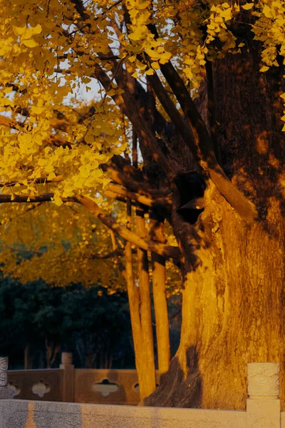 Древние Деревья Гинкго Китайском Саду — стоковое фото