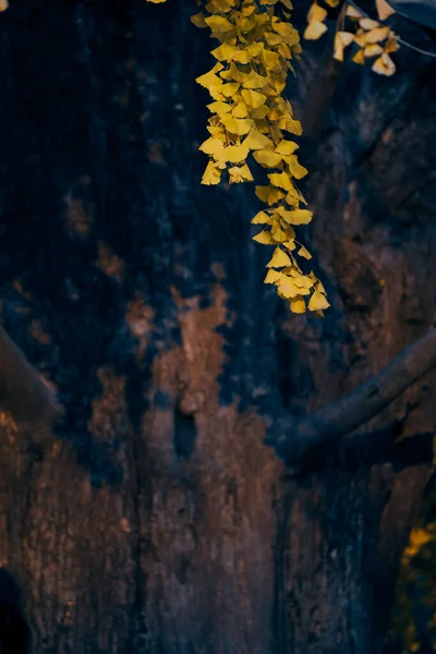 Forntida Ginkgo Träd Den Kinesiska Trädgården — Stockfoto