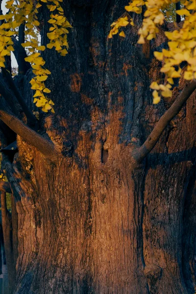 Древние Деревья Гинкго Китайском Саду — стоковое фото