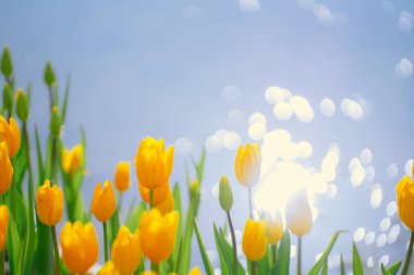 Laleler nehir tarafından parıldıyordu.