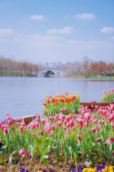 Tulipany Błyszczące Nad Rzeką — Zdjęcie stockowe