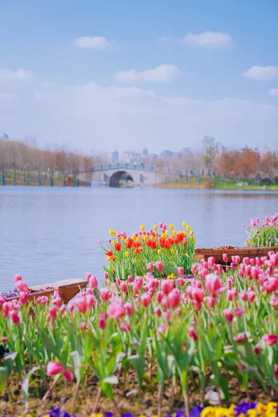 Tulipas Brilhando Junto Rio — Fotografia de Stock