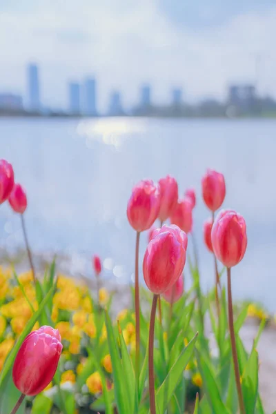 Tulpen Glitzerten Fluss — Stockfoto