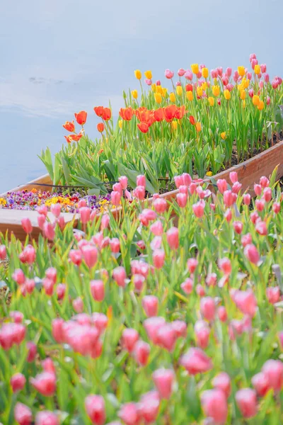 Тюльпаны Сверкающие Рекой — стоковое фото