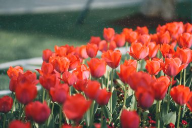 Baharda Şangay 'da laleler