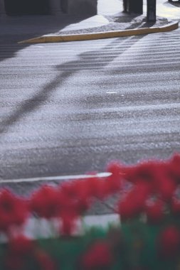 Baharda Şangay 'da laleler
