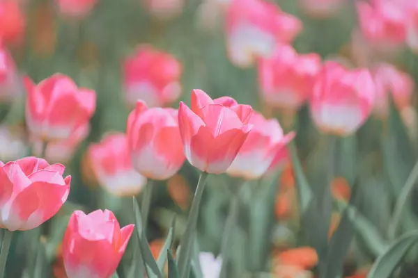 Tulpen Auf Dem Bund Shanghai Frühling — Stockfoto