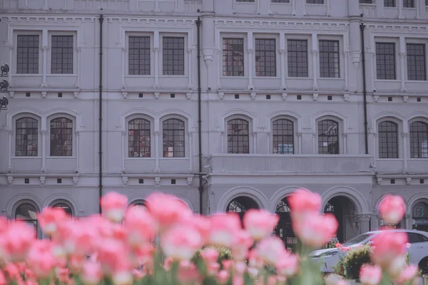Весною Тюльпани Банді Шанхаю — стокове фото