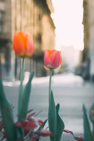 Tulpen Auf Dem Bund Shanghai Frühling — Stockfoto