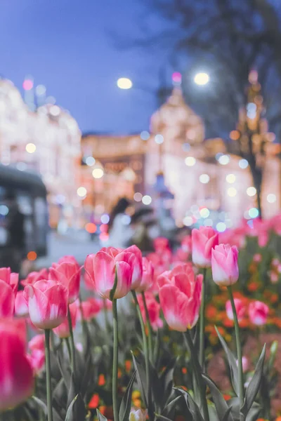 Tulpen Auf Dem Bund Shanghai Sind Fantastisch — Stockfoto