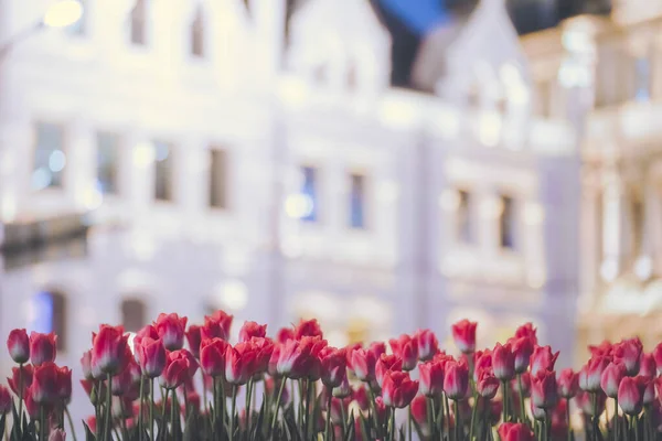 Tulpen Auf Dem Bund Shanghai Sind Fantastisch — Stockfoto