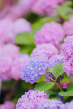 Haziran 'da Şangay' da farklı renklerde ortancalar çiçek açtı