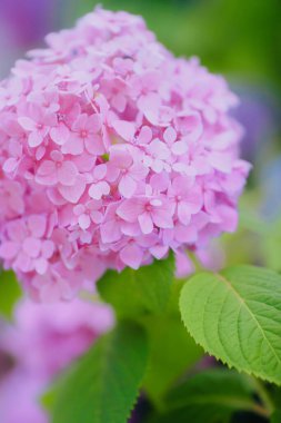 Haziran 'da Şangay' da farklı renklerde ortancalar çiçek açtı