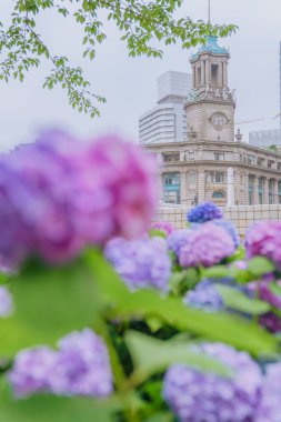 Haziran 'da Şangay' da farklı renklerde ortancalar çiçek açtı