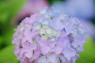 Haziran 'da Şangay' da farklı renklerde ortancalar çiçek açtı