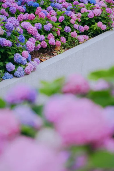Hortensje Różnych Kolorach Kwitną Czerwcu Szanghaju — Zdjęcie stockowe