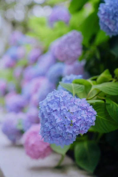 Hortensien Verschiedenen Farben Blühen Juni Shanghai — Stockfoto