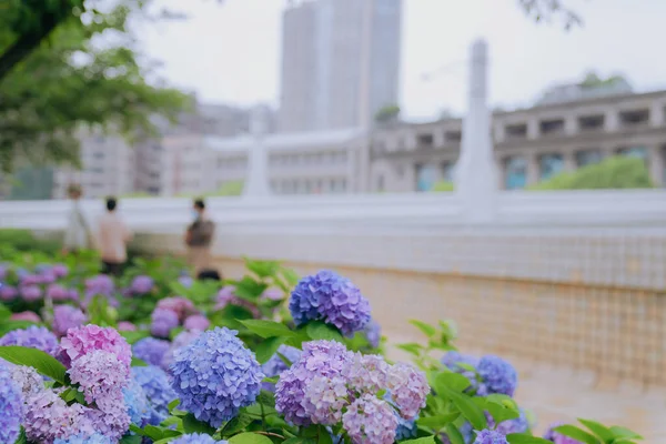 Hortênsias Diferentes Cores Florescem Junho Xangai — Fotografia de Stock