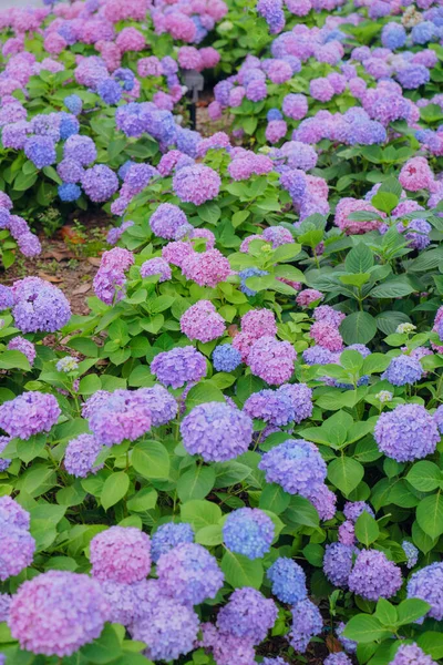 Hortensien Verschiedenen Farben Blühen Juni Shanghai — Stockfoto