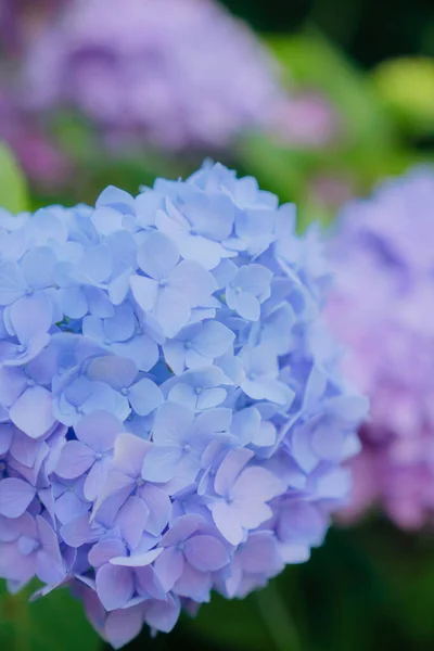 Hydrangeas Different Colors Bloom June Shanghai — Stock Photo, Image