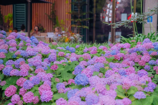Hydrangea Ulik Farge Blomstrer Juni Shanghai – stockfoto