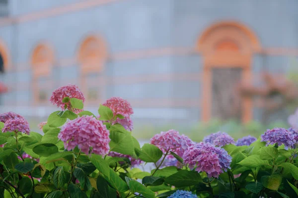 Hydrangea Ulik Farge Blomstrer Juni Shanghai – stockfoto