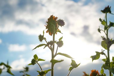 Mavi gökyüzü, beyaz bulutlar ve ayçiçekleri
