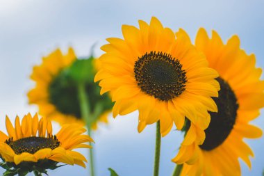 Mavi gökyüzü, beyaz bulutlar ve ayçiçekleri