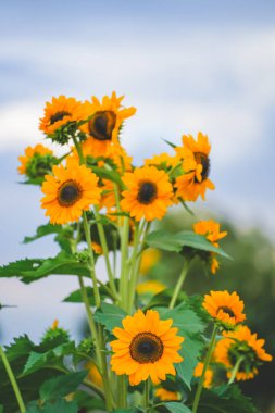 Mavi gökyüzü, beyaz bulutlar ve ayçiçekleri