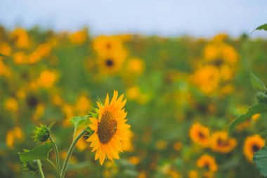 Mavi gökyüzü, beyaz bulutlar ve ayçiçekleri