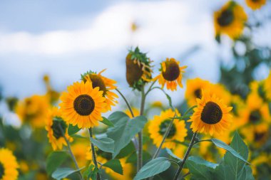 Mavi gökyüzü, beyaz bulutlar ve ayçiçekleri