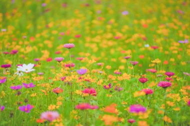 Haziranda güzel bir papatya denizi