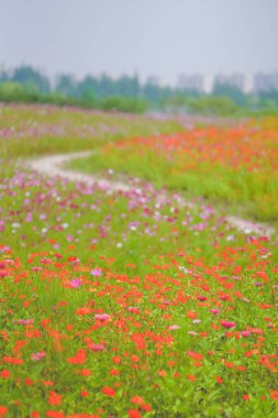 Haziranda güzel bir papatya denizi