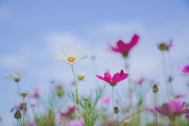 Haziranda güzel bir papatya denizi