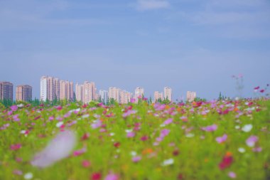 Haziranda güzel bir papatya denizi