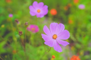 Haziranda güzel bir papatya denizi