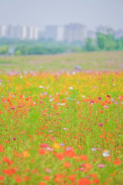 Haziranda güzel bir papatya denizi