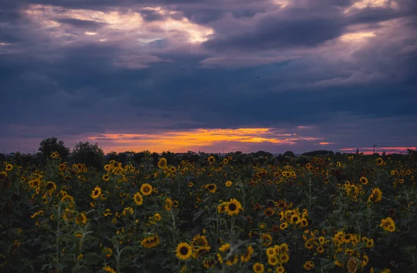 Sonnenblumen Mit Rosa Lila Die Sich Der Abenddämmerung Himmel Verändern — Stockfoto