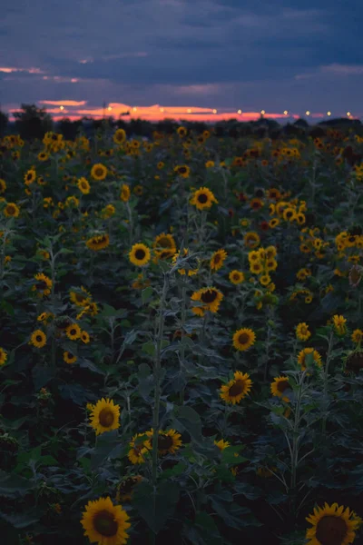 Tournesols Avec Rose Violet Changeant Dans Ciel Crépuscule — Photo