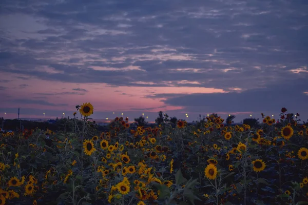 Girassóis Com Roxo Rosa Mudando Céu Anoitecer — Fotografia de Stock