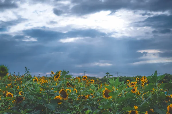 Blauer Himmel Weiße Wolken Und Sonnenblumen — Stockfoto