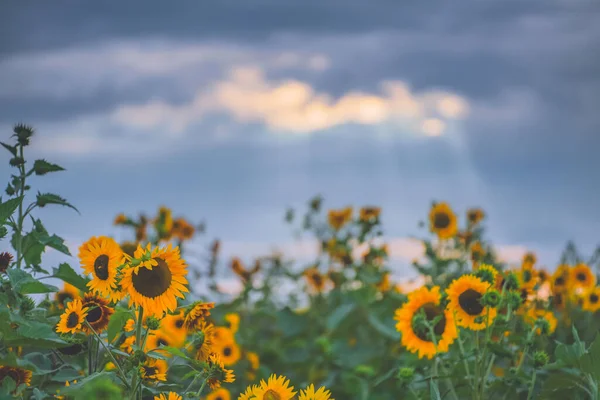 Blauer Himmel Weiße Wolken Und Sonnenblumen — Stockfoto