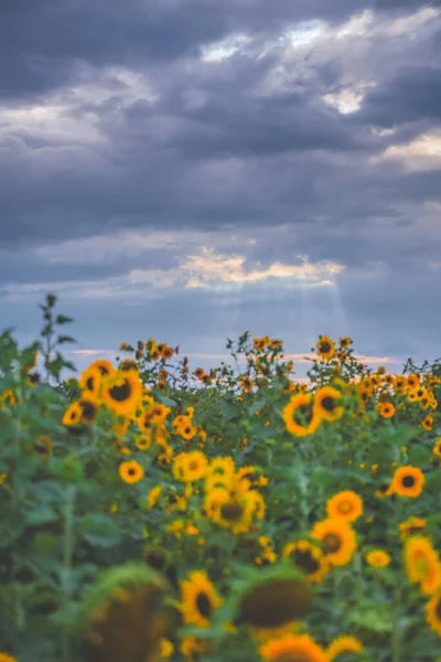 Blauer Himmel Weiße Wolken Und Sonnenblumen — Stockfoto