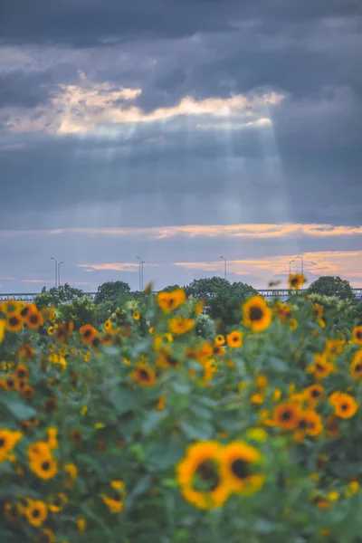 Blauer Himmel Weiße Wolken Und Sonnenblumen — Stockfoto